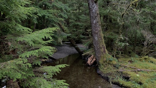 A tranquil forest scene with ambient sound equipment.