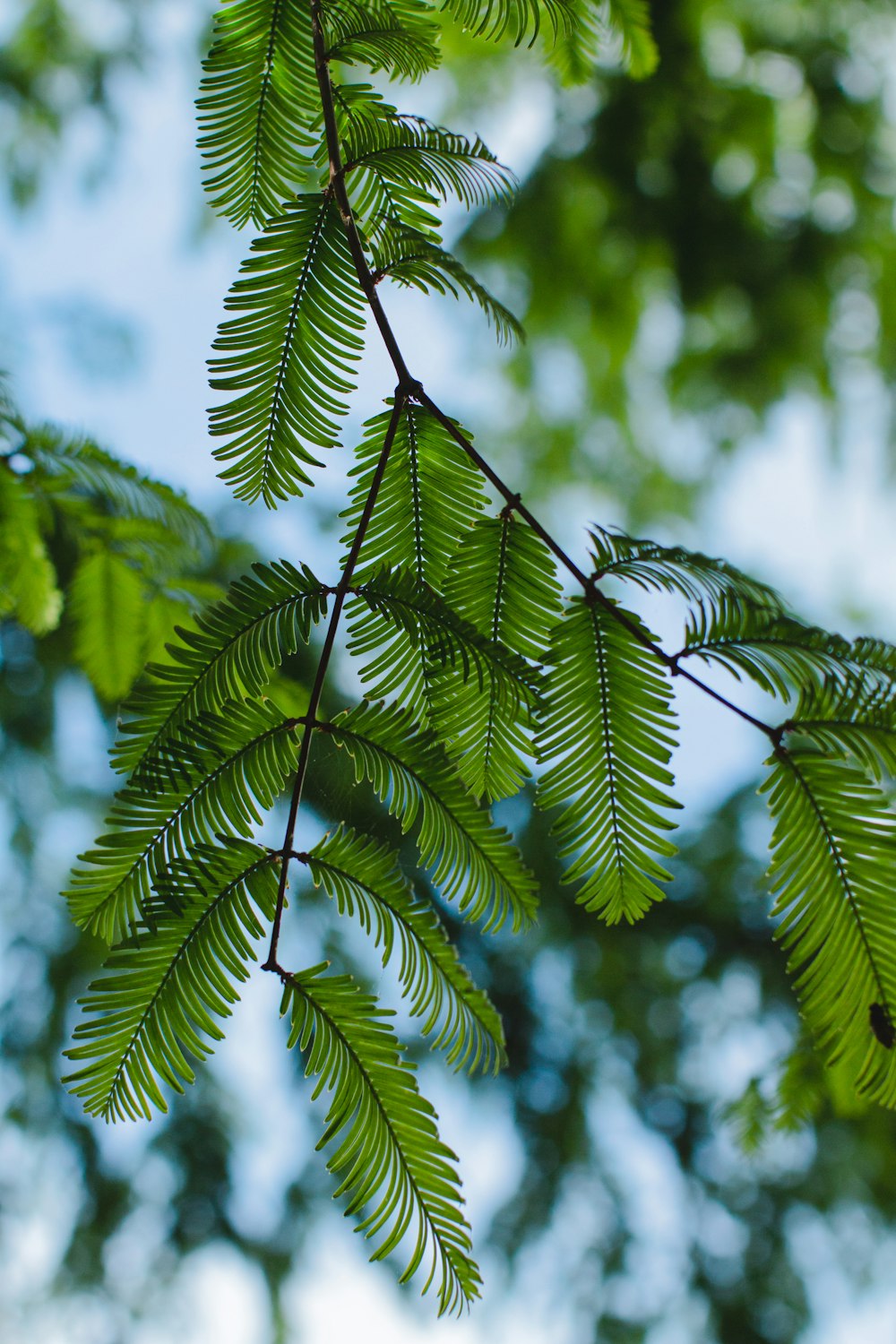 a close-up of a tree branch