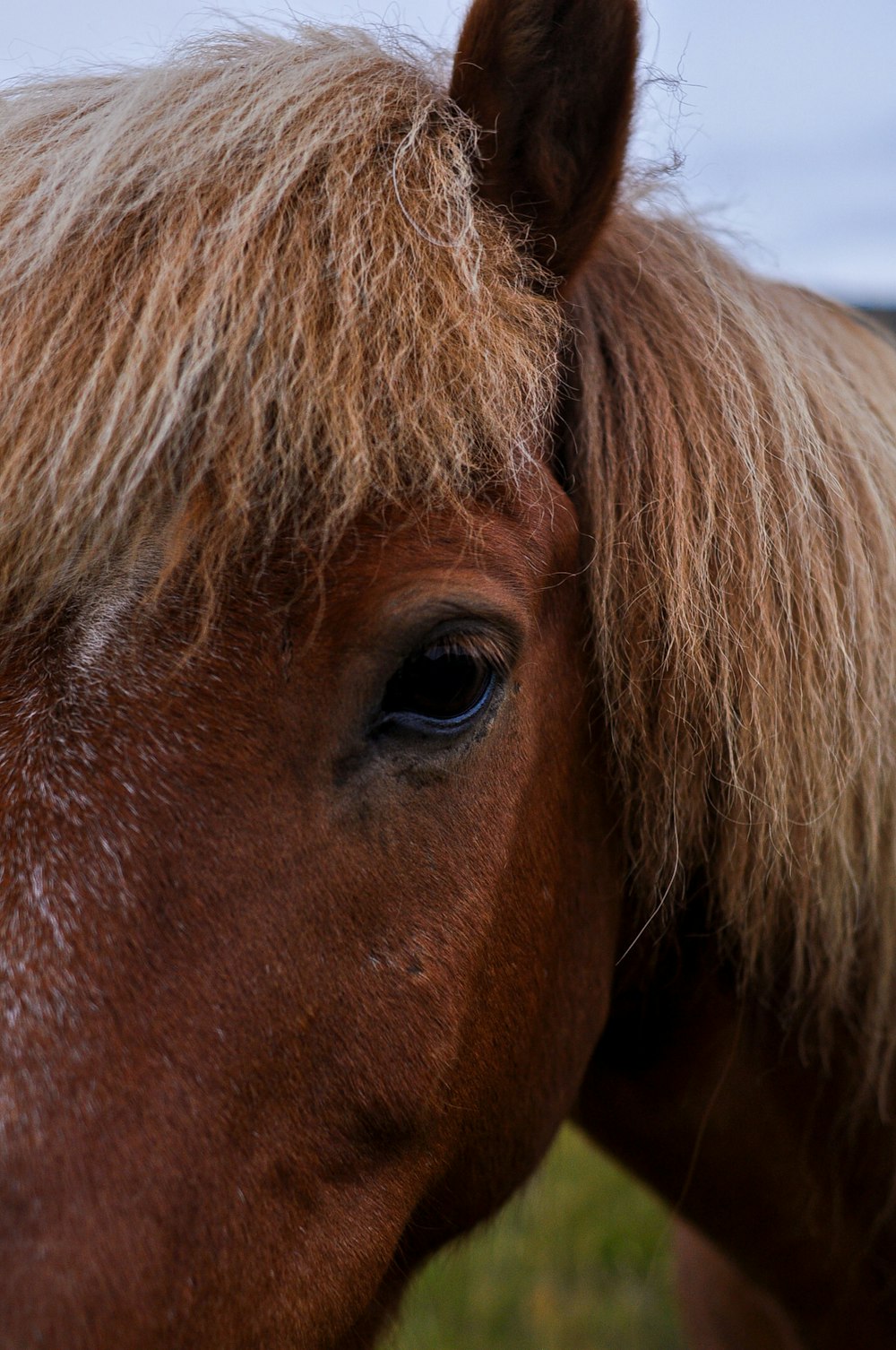 a close up of a horse's face