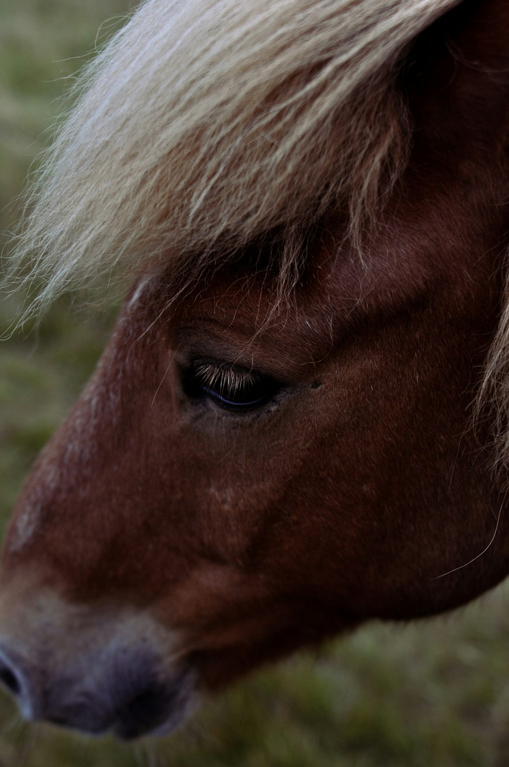 a close up of a horse's face