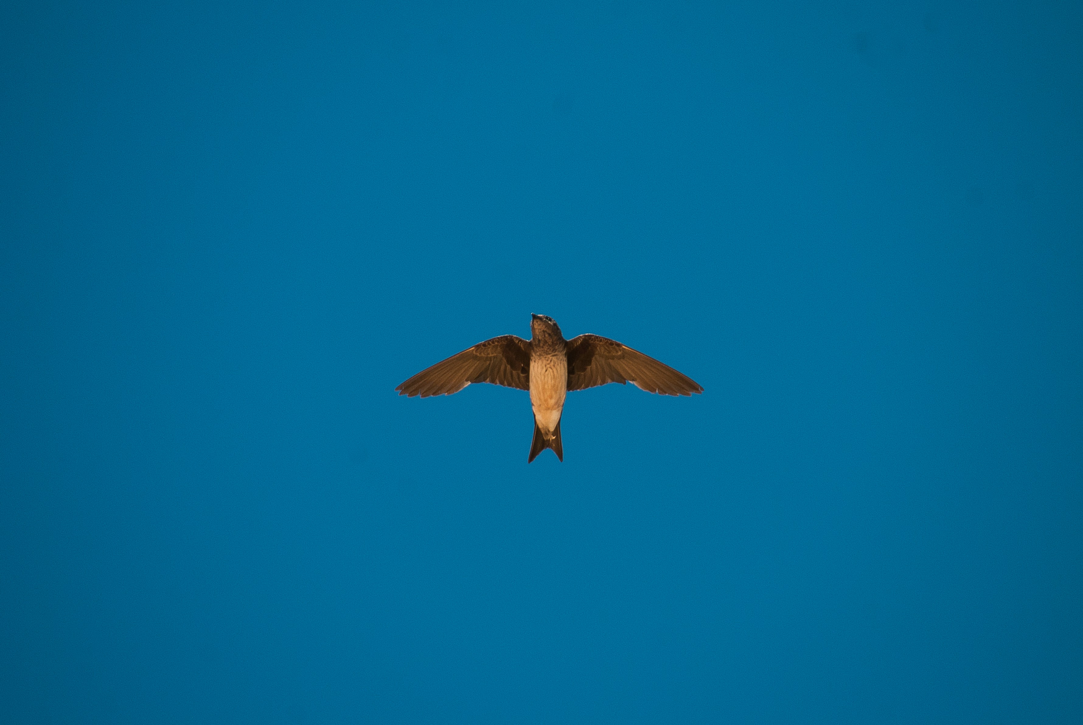 a bird flying in the sky