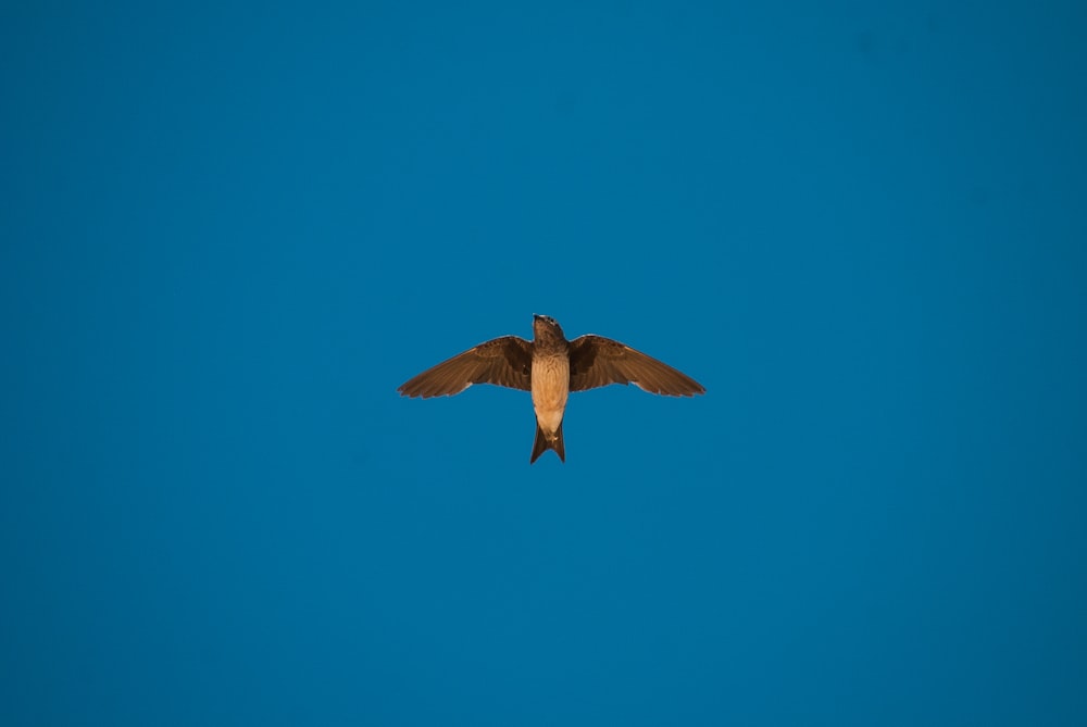 a bird flying in the sky