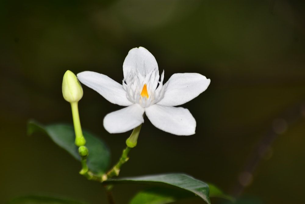 a white flower with yellow center