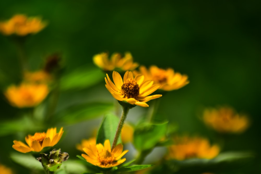 a close up of a yellow flower