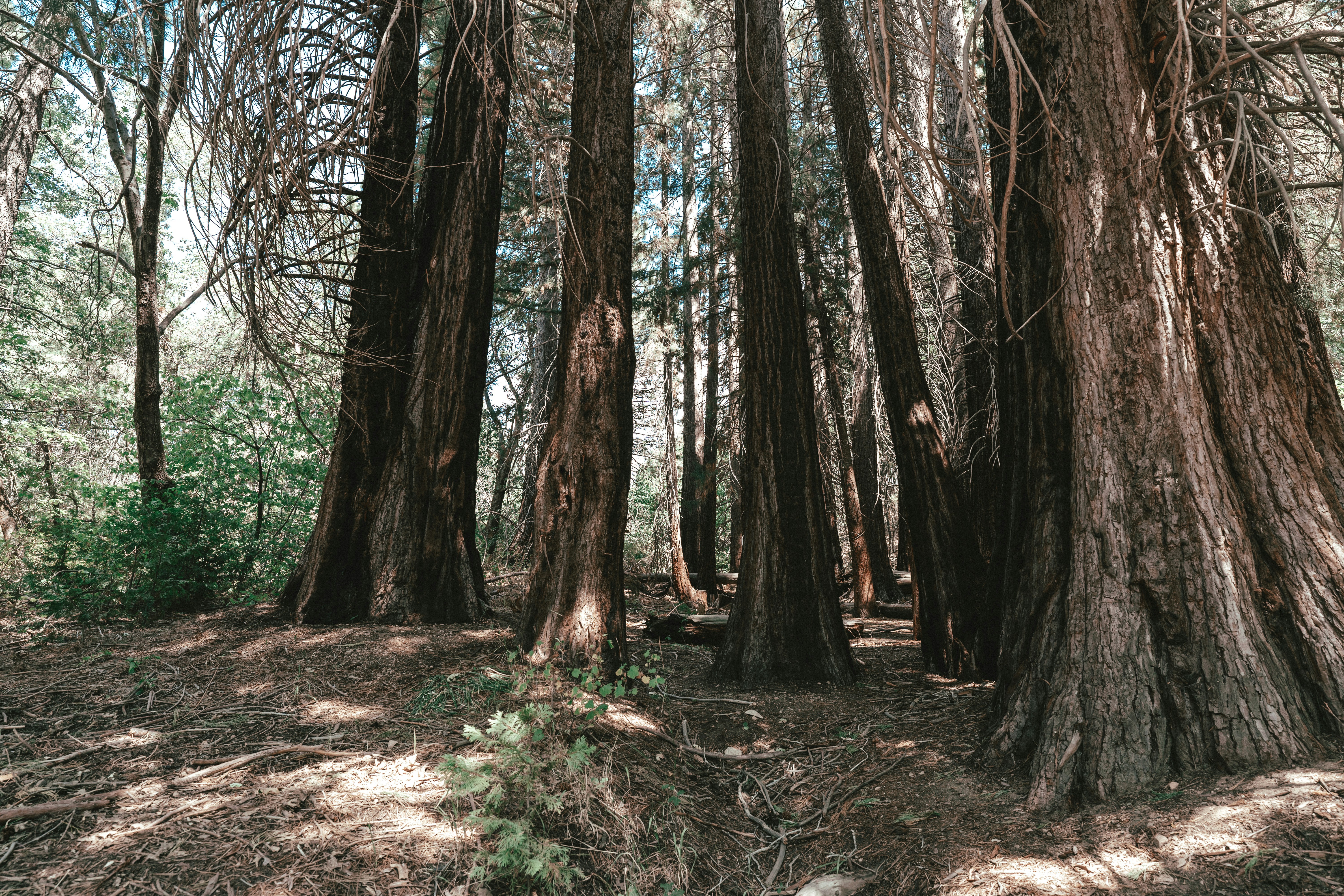 Looking into the woods