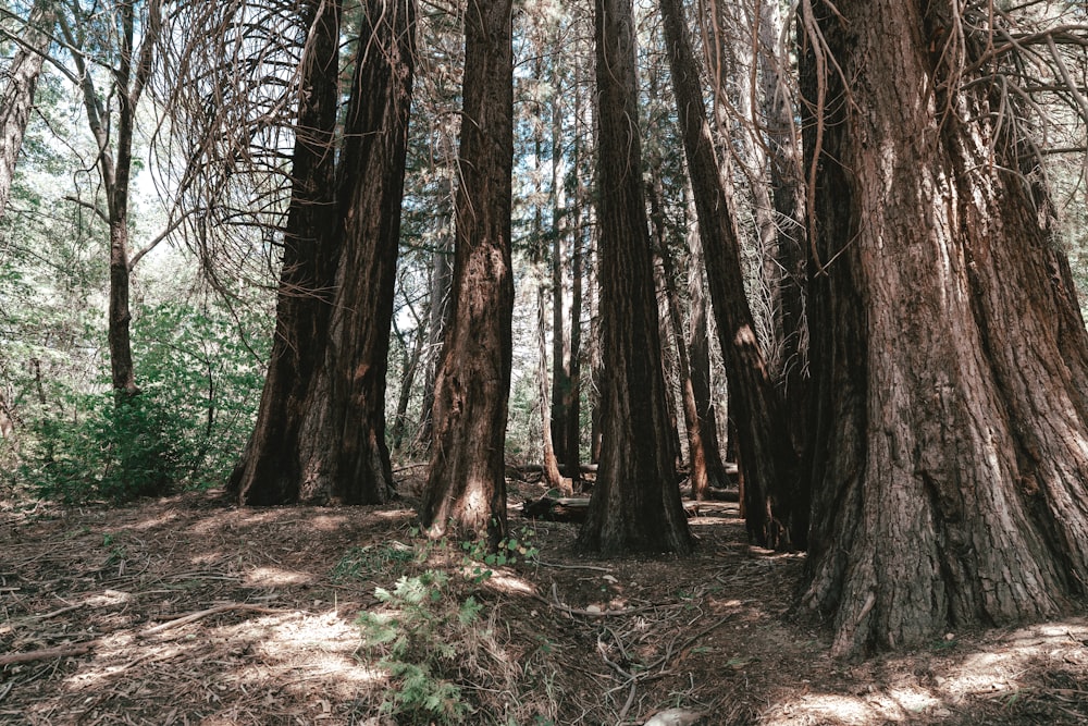 a forest with tall trees