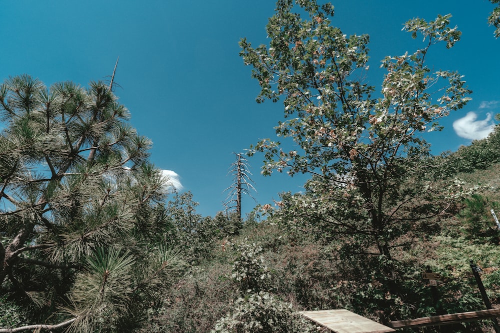 a group of trees with white flowers