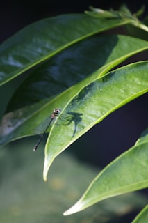 A delicate dragonfly perched on a green leaf with soft sunlight filtering through.