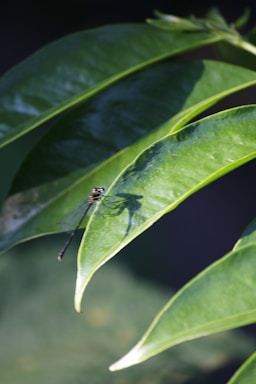 A delicate dragonfly perched on a green leaf with soft sunlight filtering through.