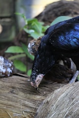 A close-up of a black chicken with iridescent feathers, pecking at a wooden surface. The chicken's head is facing downwards, surrounded by a natural background with leaves and blurred elements.
