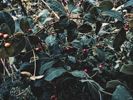 The image features a dense cluster of dark green leaves with small, round fruits at various stages of ripening, displaying colors ranging from red to orange. The foliage is lush, creating a sense of depth and texture as the leaves overlap and intertwine.