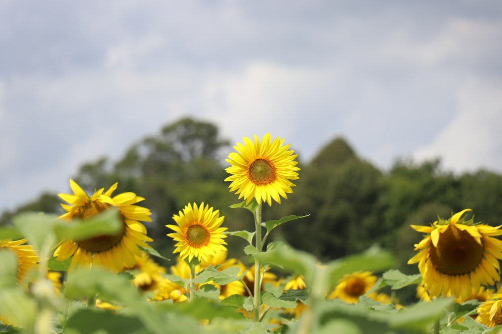 a field of yellow flowers