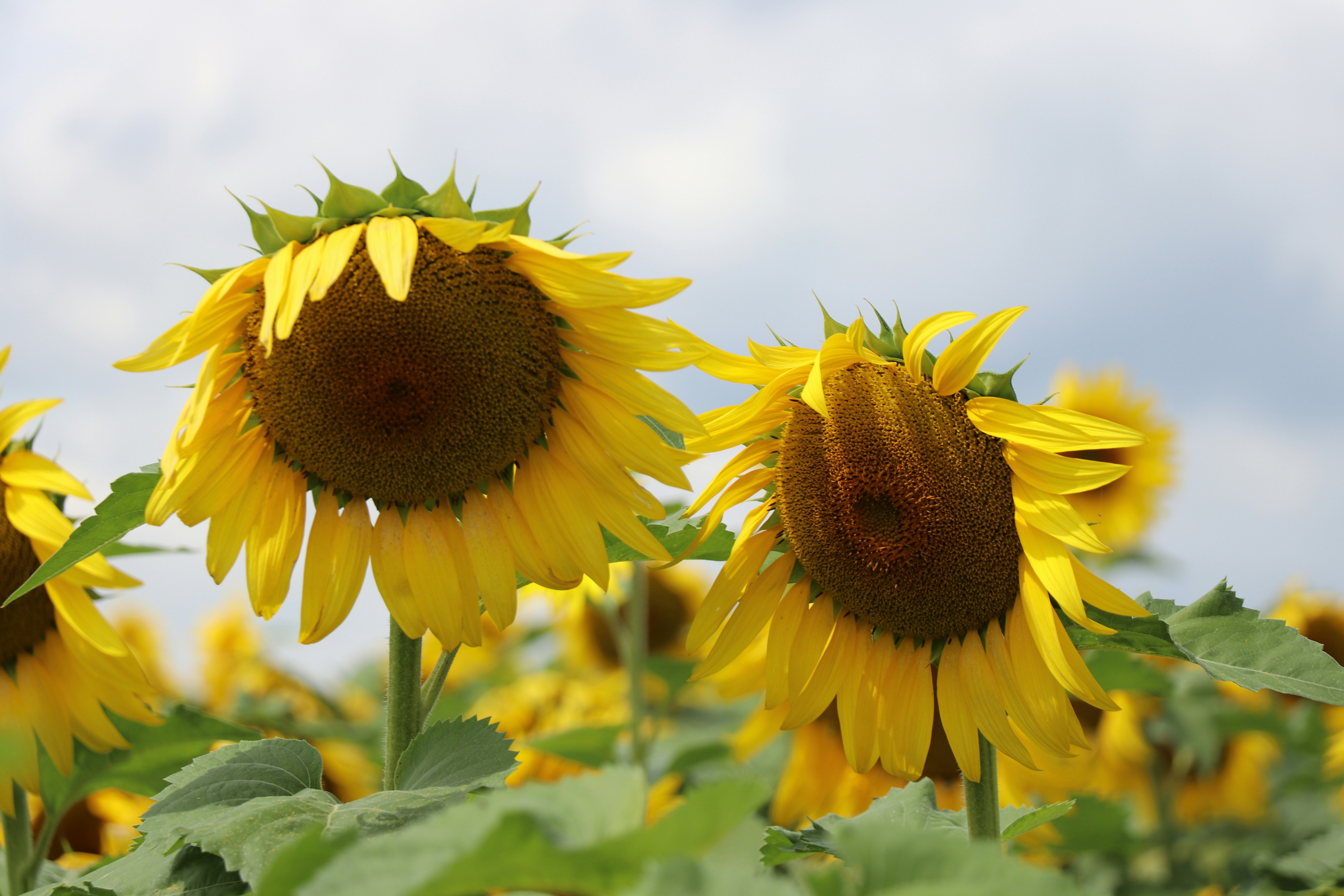 Photo by sandimagerart