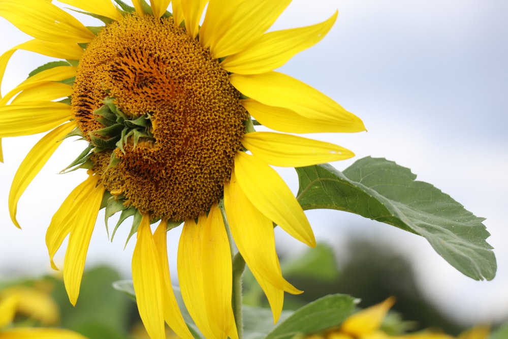 a bee on a yellow flower