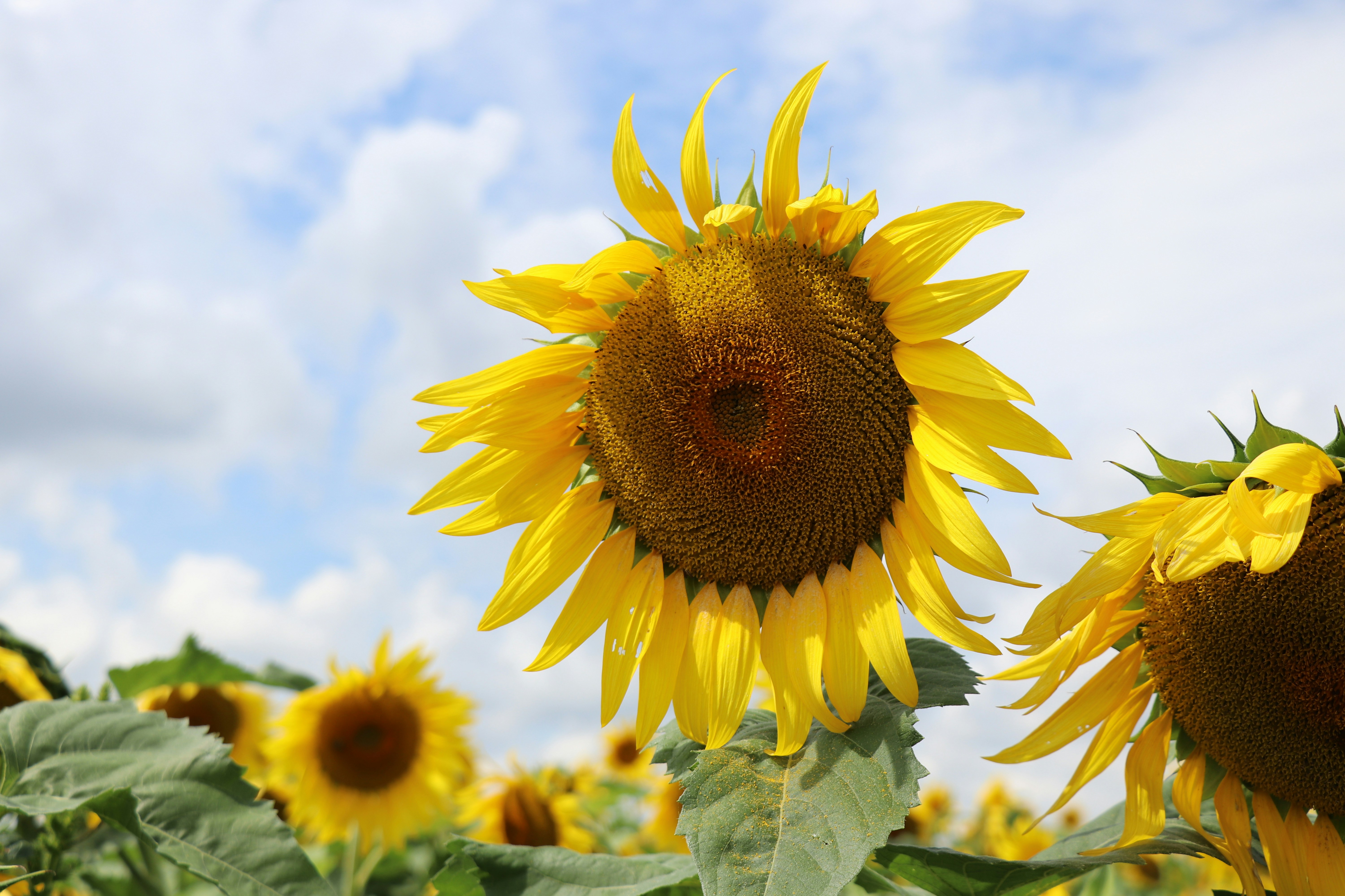 A close-up of a sunflower photo – Free Flower Image on Unsplash