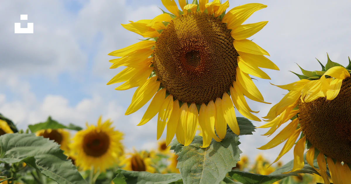 Funflower A close-up of a sunflower photo – Free Flower Image on Unsplash