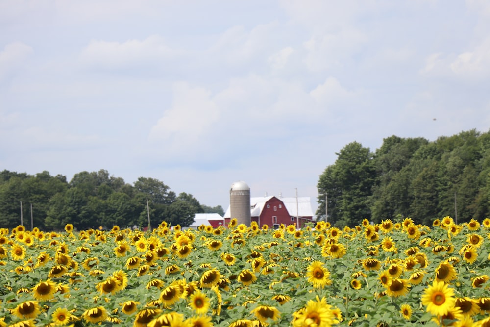 a field of sunflowers with a barn in the background