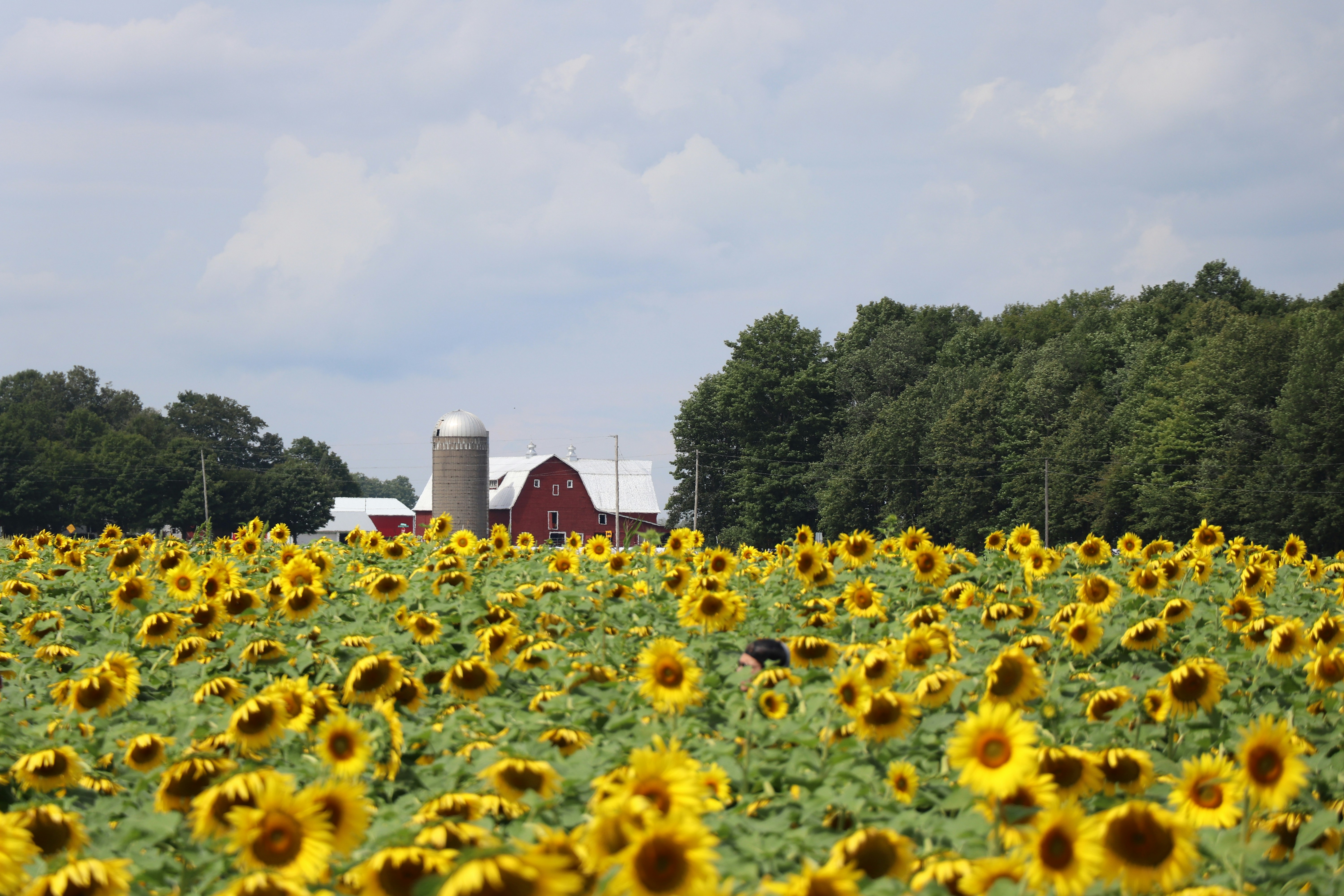 A field of yellow flowers photo – Free Flower Image on Unsplash