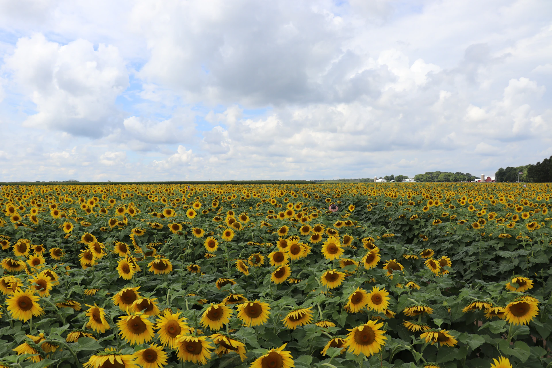 a field of sunflowers