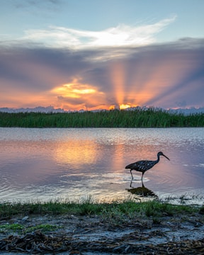 A close-up of a vibrant Red Heron perched among reeds at sunset.