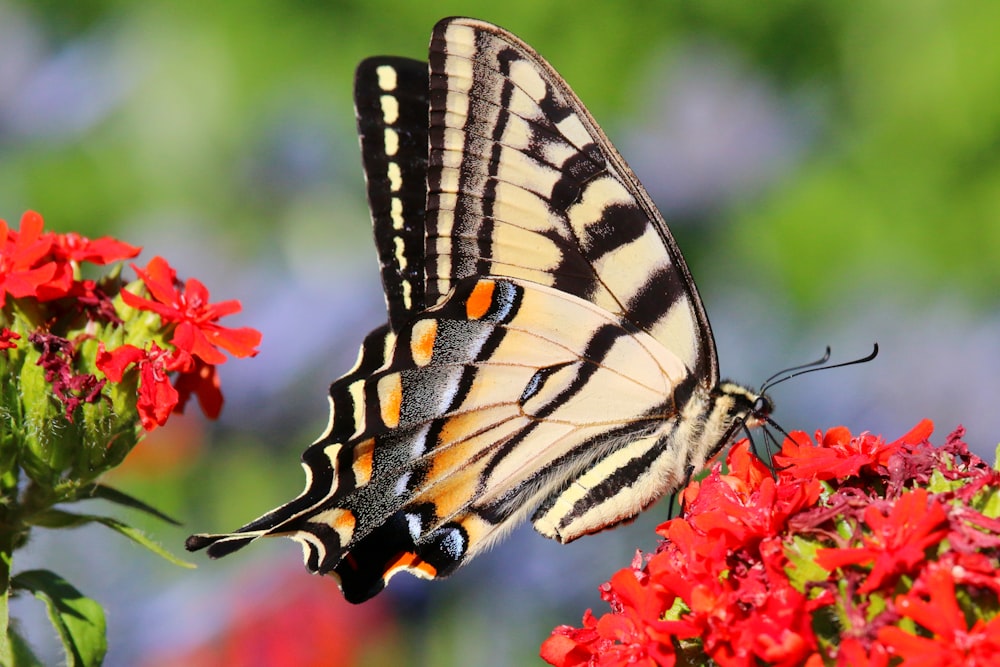 a butterfly on a flower