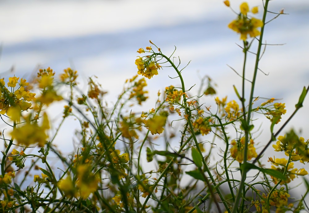 a close up of some flowers