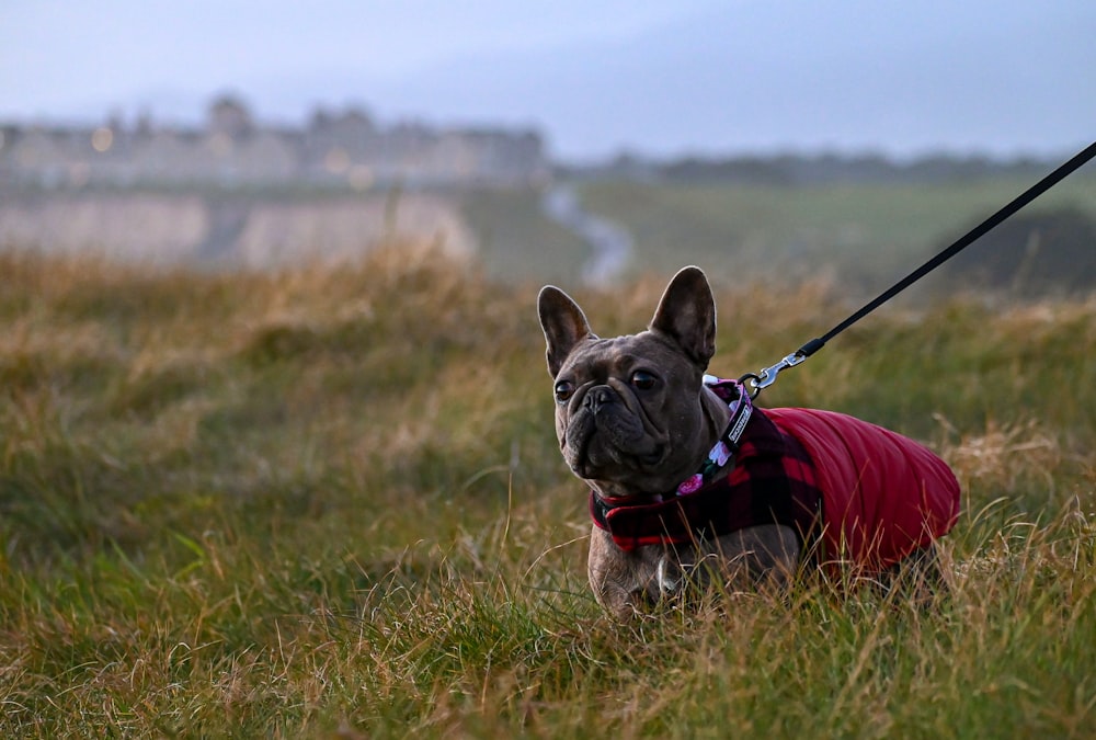 a dog wearing a red jacket and leash on grass