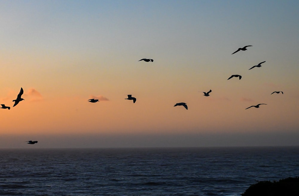 birds flying over water