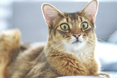 Close-up of a fluffy cat being softly brushed with hypoallergenic shampoo in a cozy grooming room.