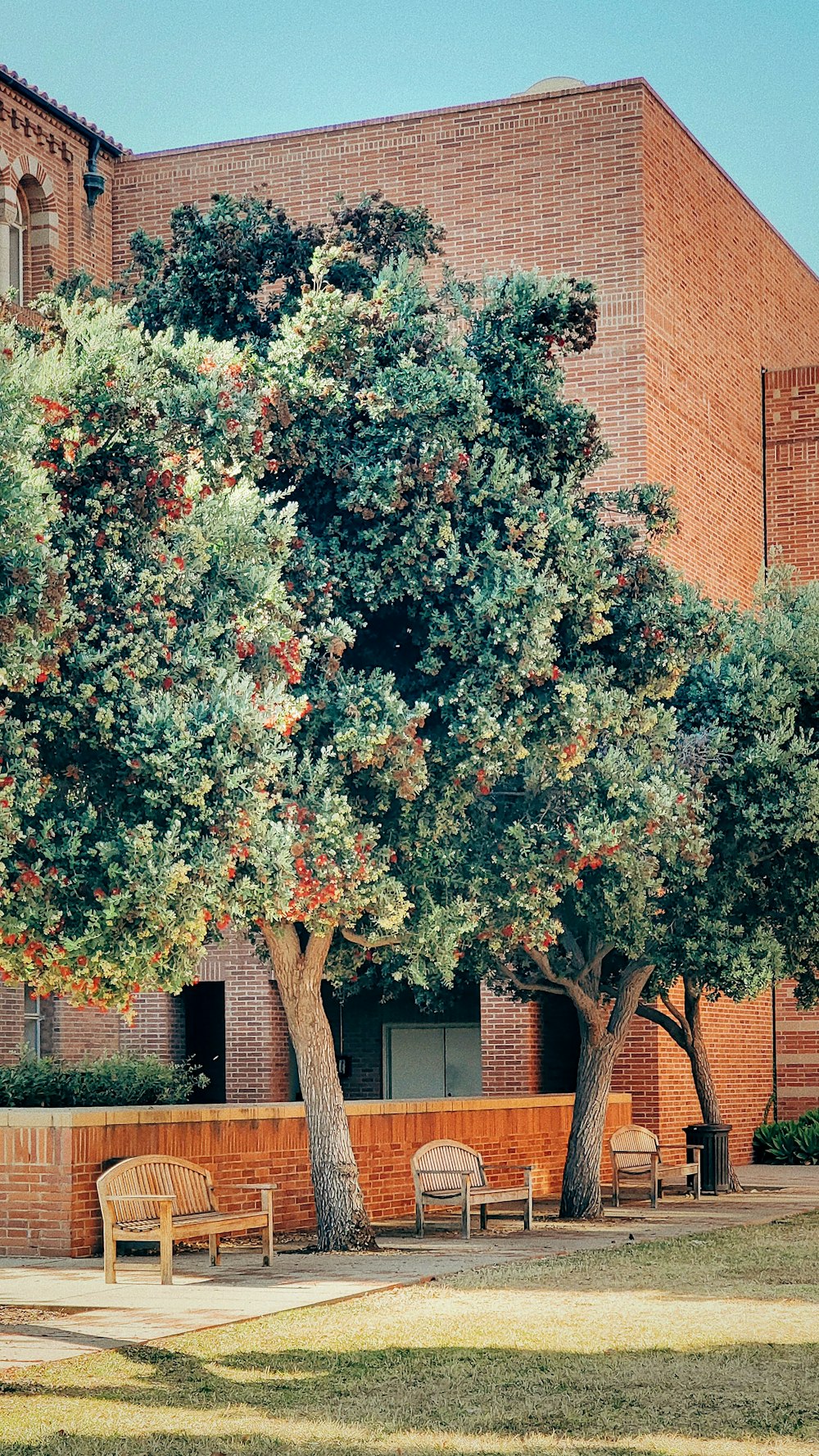 a tree in front of a building