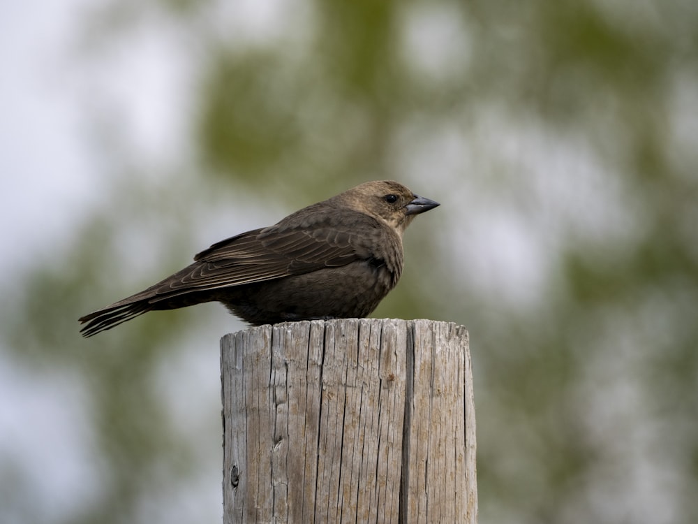 a bird sitting on a wood post