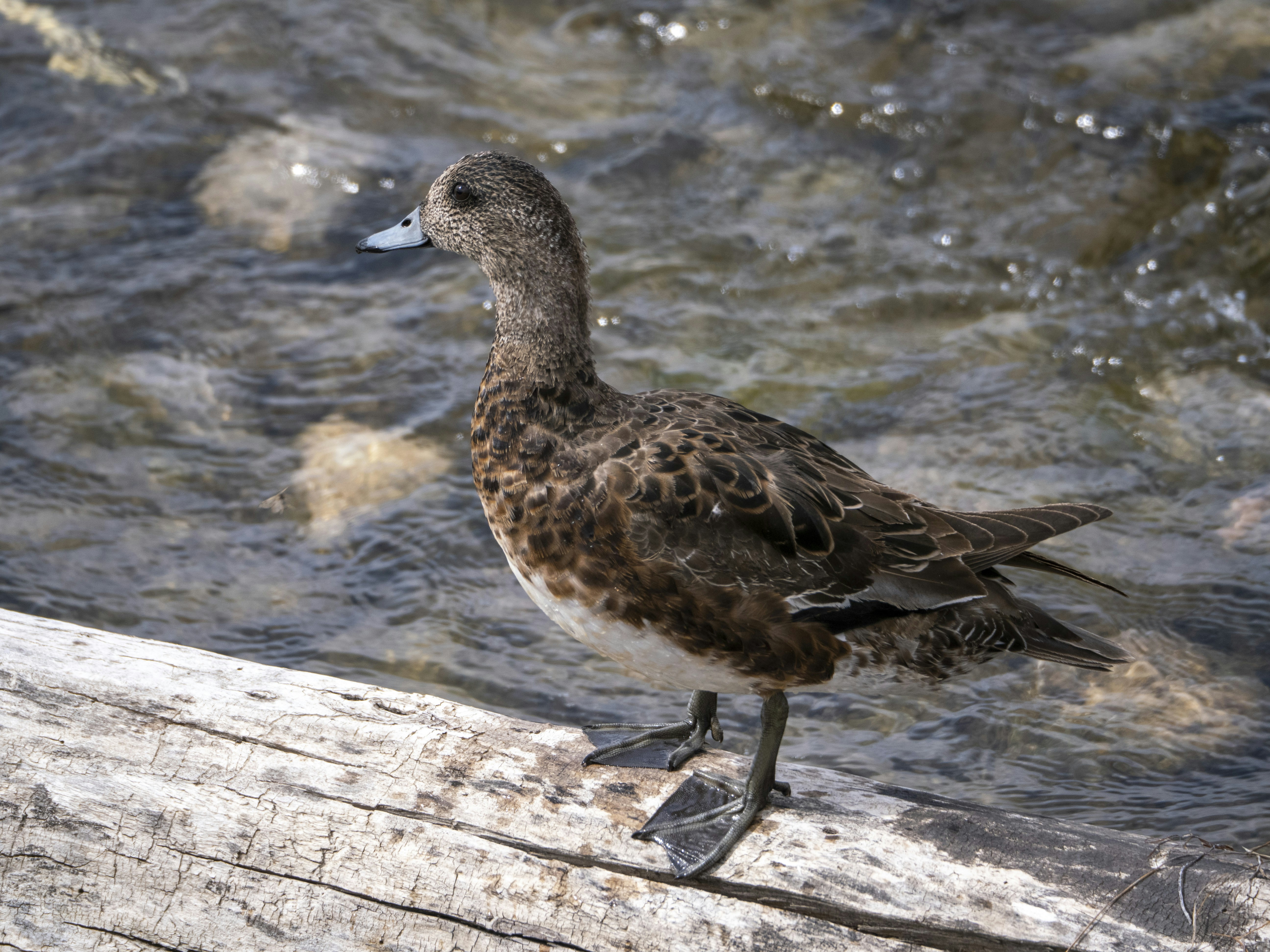 a duck on a wood dock