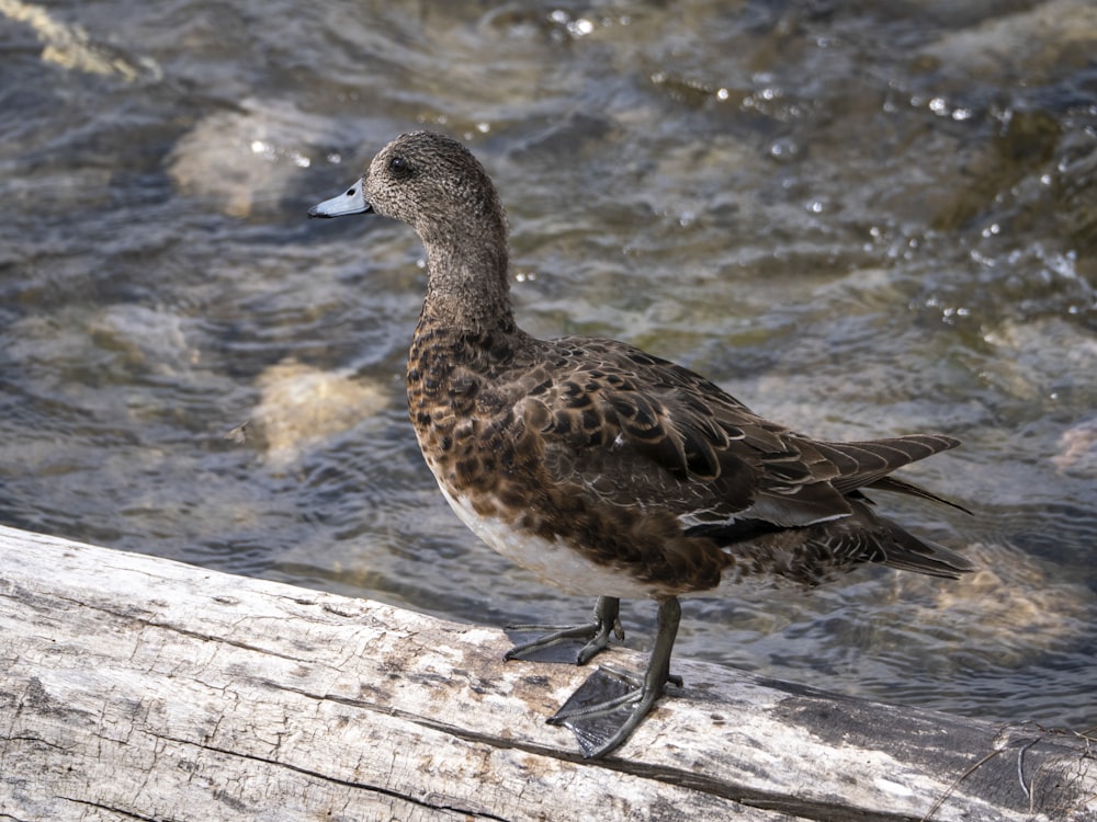 a duck on a wood dock