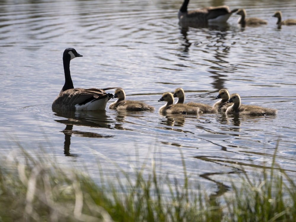 a group of ducks swimming in a lake