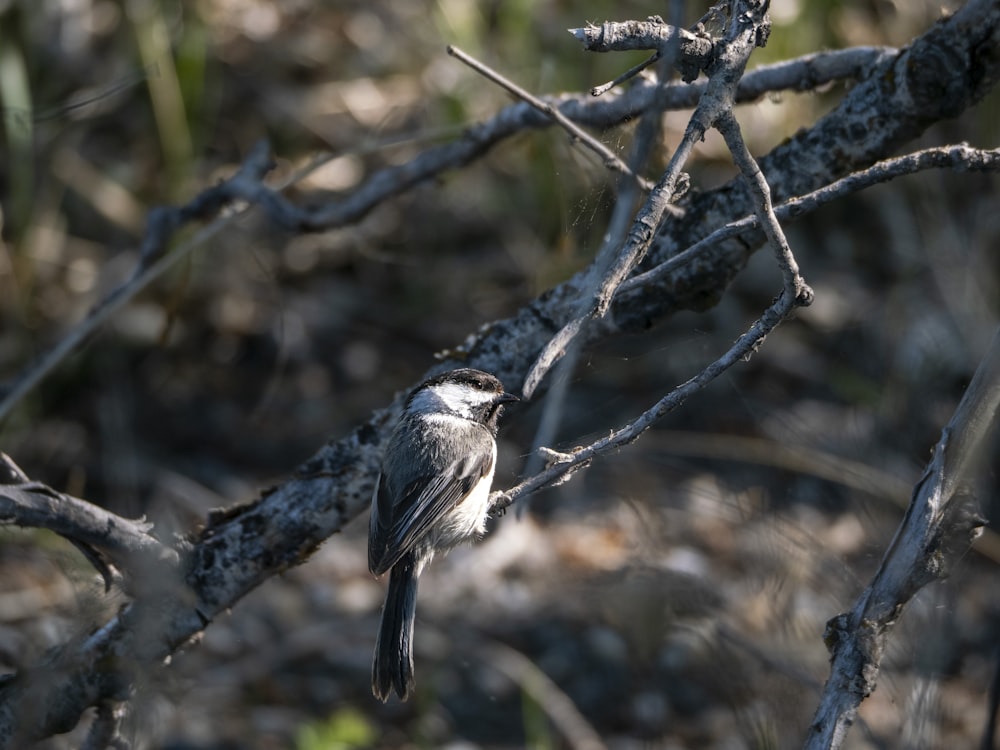 a bird sitting on a branch