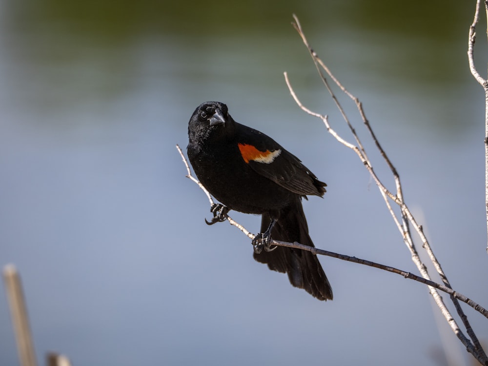 a bird on a branch