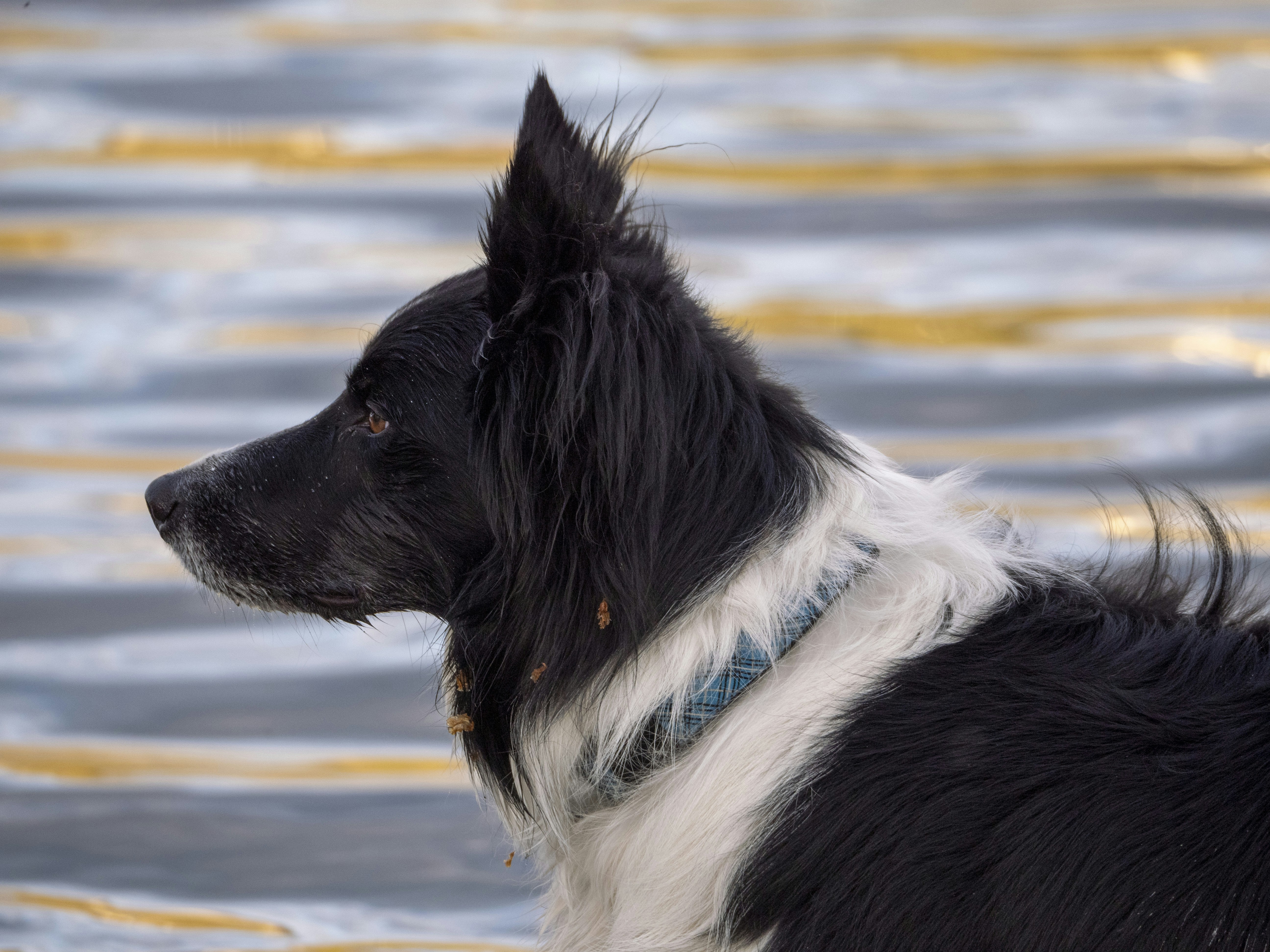 a dog standing on a beach