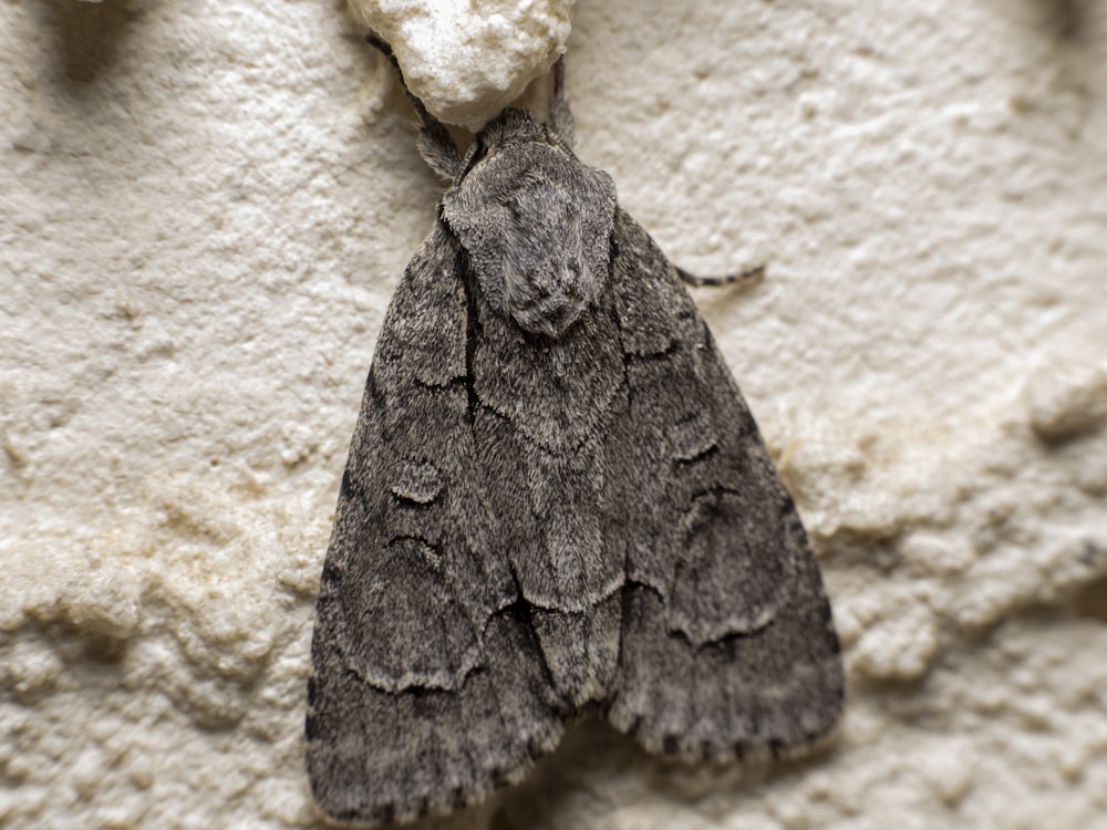 a close-up of a moth