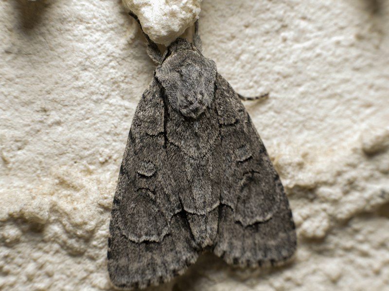 Close-up of a moth, the kind of insect blamed for a famous 1947 computer malfunction
