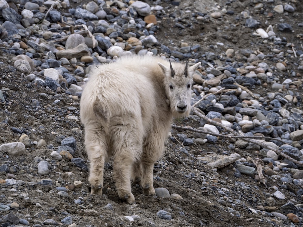 a couple of animals on a rocky surface