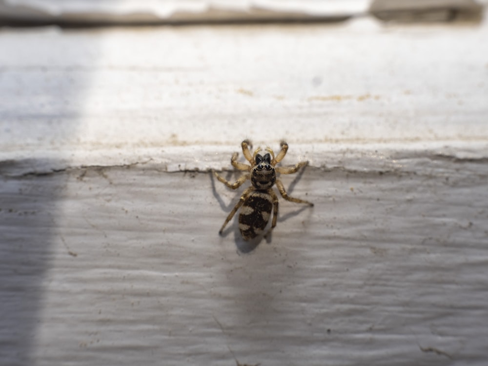 a spider on a wood surface