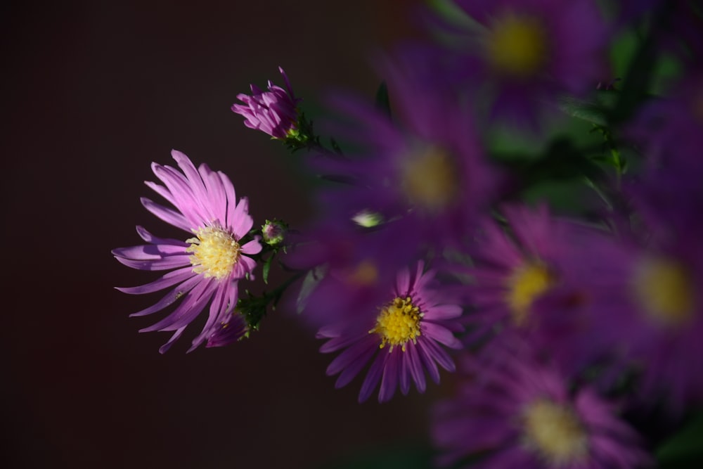 a group of purple flowers