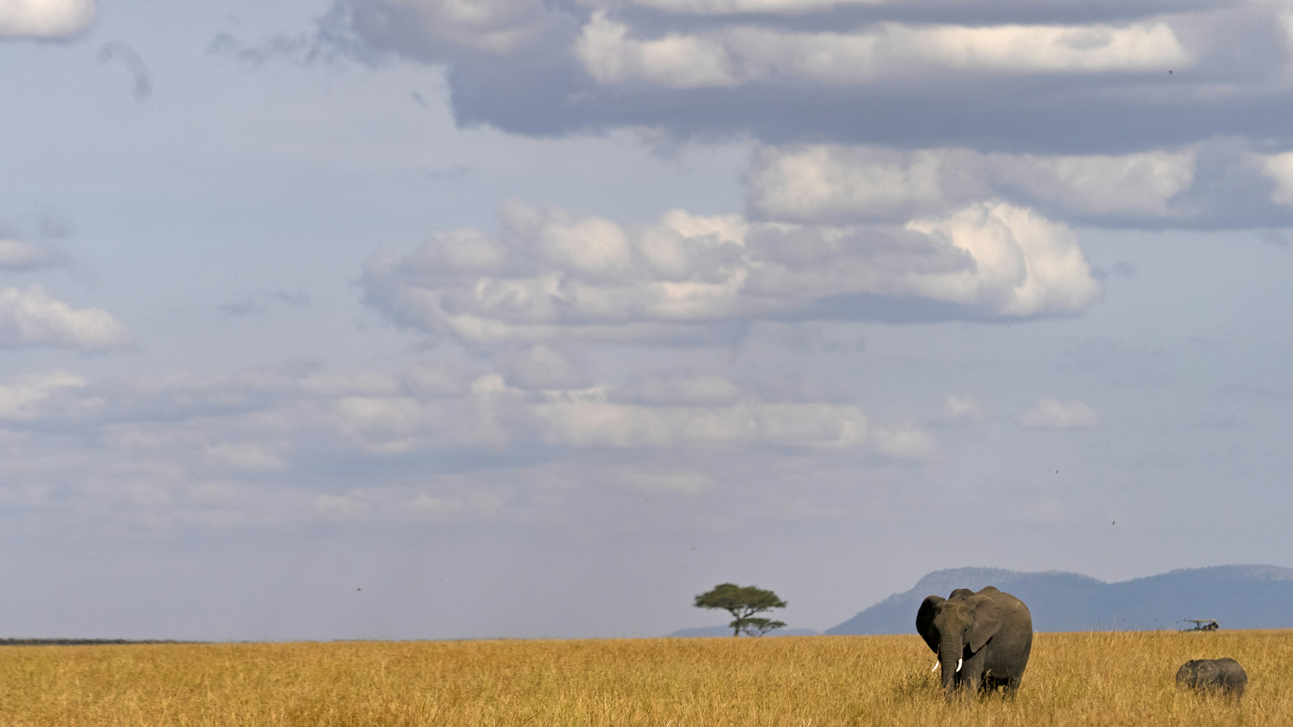 What is Holistic Management?