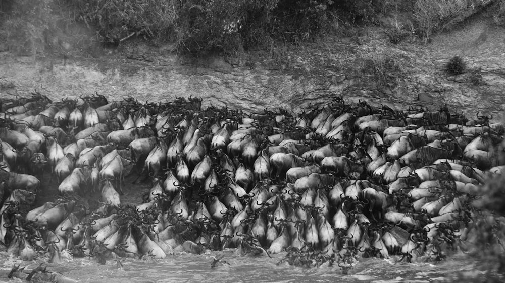 a large group of birds