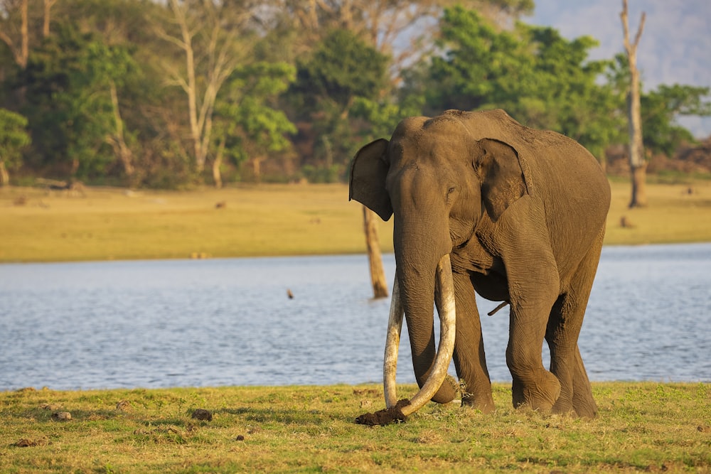 an elephant standing in front of a lake