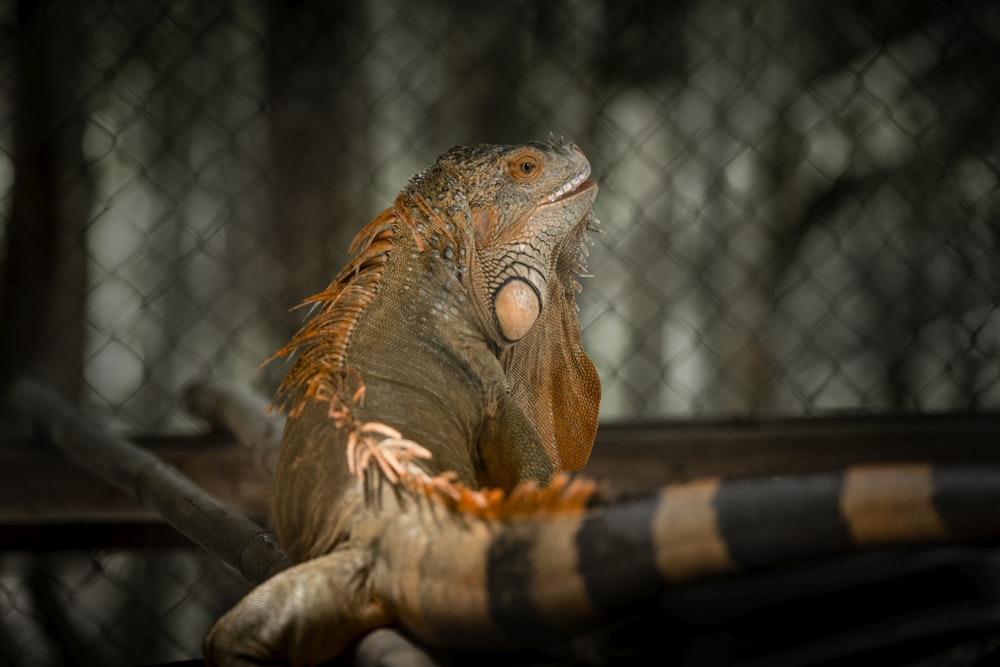 a lizard on a branch