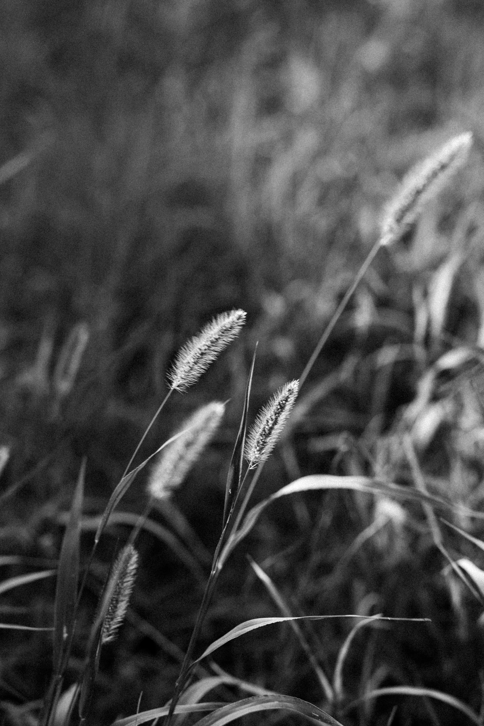 close-up of a plant