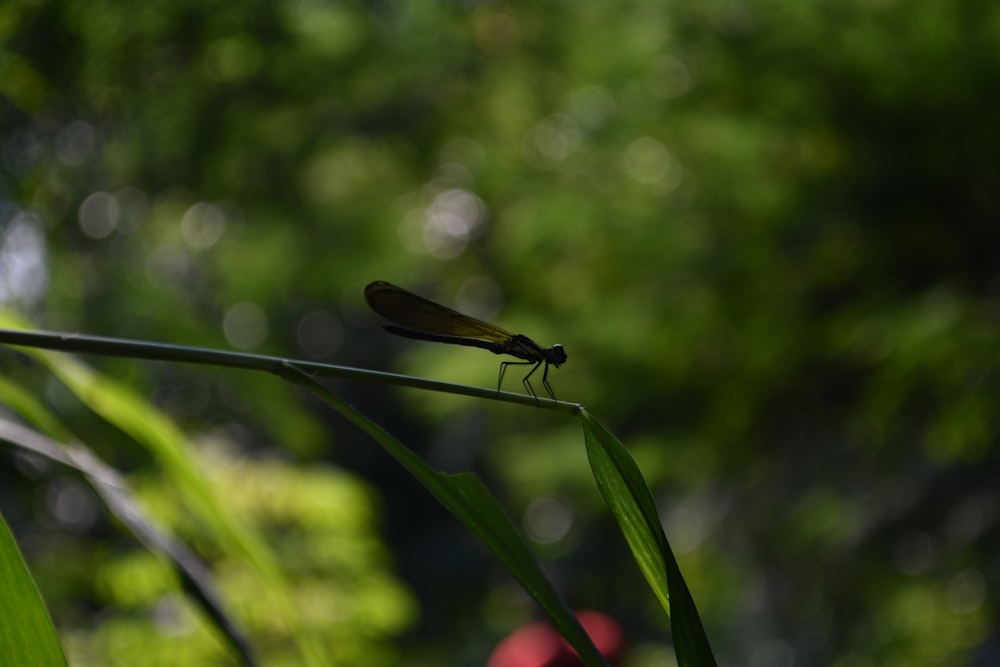 a dragonfly on a plant