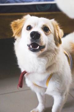 A fluffy white and tan dog is looking up with a playful expression, showing its teeth in a slight smile. It is wearing a white garment with yellow details and standing on a tiled floor. The background includes a wooden piece of furniture and a bed.