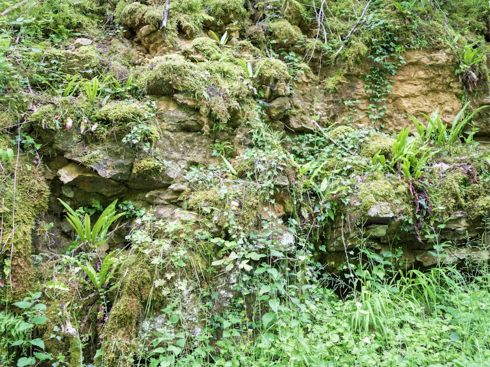 a rocky area with plants